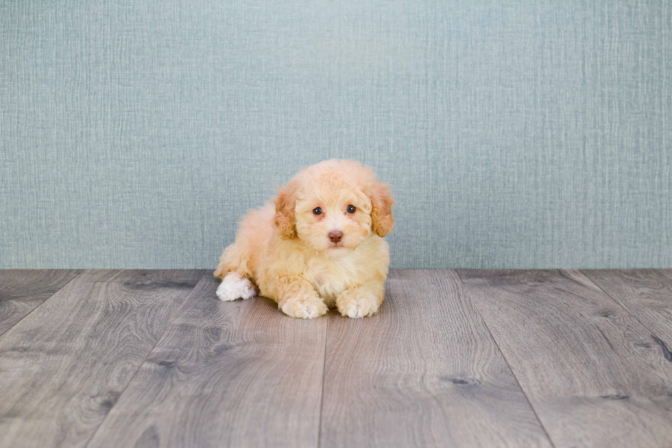 Maltipoo Puppy for Adoption