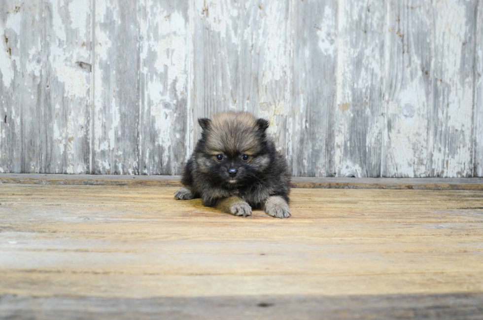 Popular Pomeranian Baby