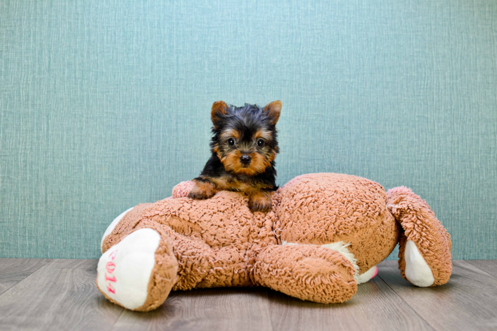 Meet Giselle - our Yorkshire Terrier Puppy Photo 