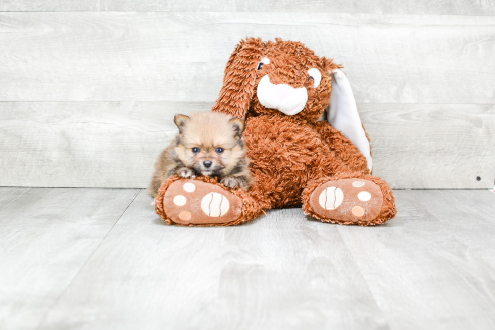 Cute Pomeranian Purebred Puppy