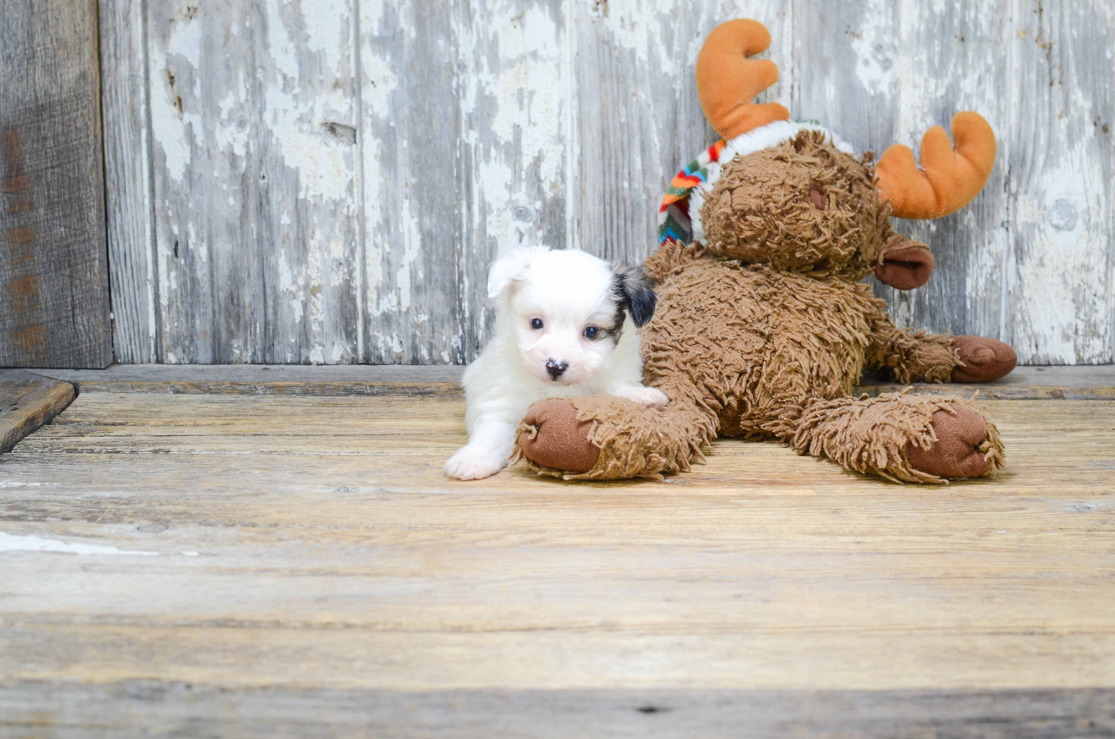 Friendly Morkie Baby