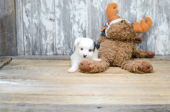 Friendly Morkie Baby