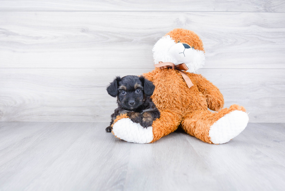 Mini Aussiedoodle Puppy for Adoption