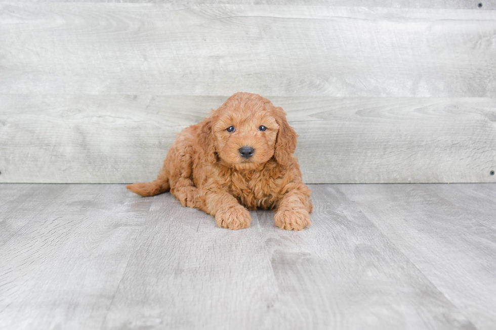 Energetic Golden Retriever Poodle Mix Puppy