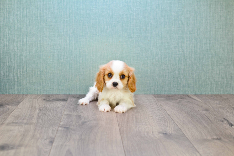 Small Cavalier King Charles Spaniel Purebred Pup