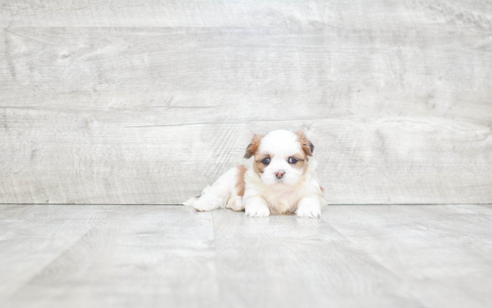 Sweet Teddy Bear Baby