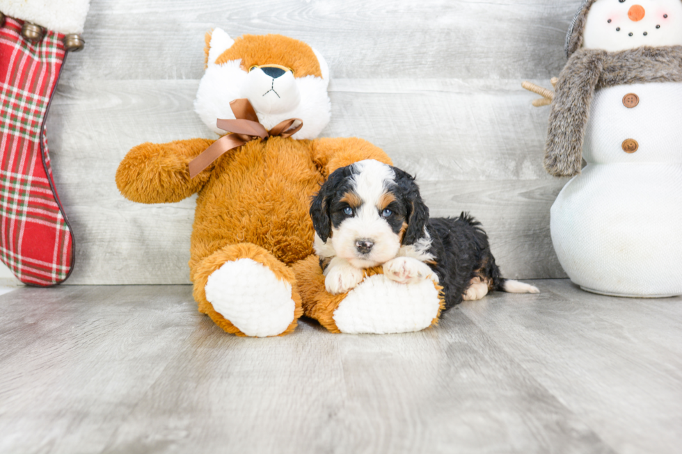 Friendly Mini Bernedoodle Baby