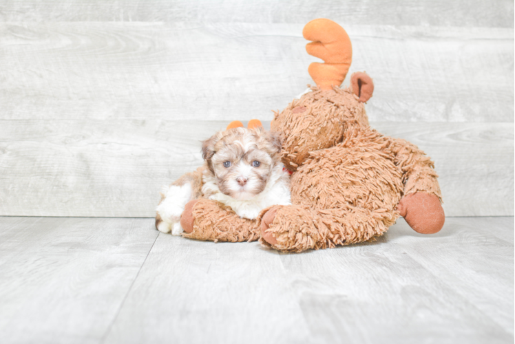 Friendly Havanese Baby