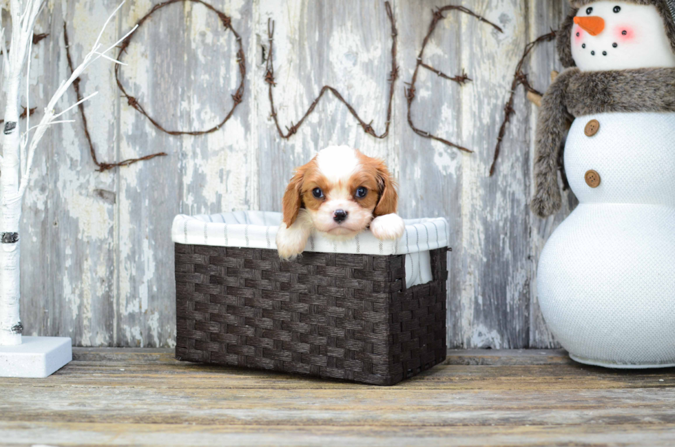 Best Cavalier King Charles Spaniel Baby