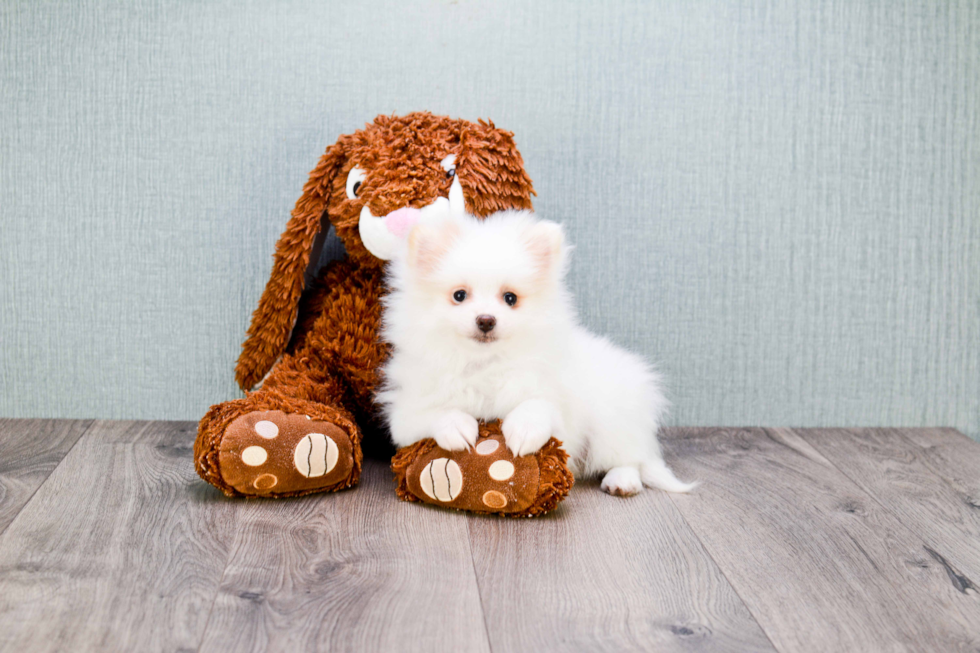 Hypoallergenic Pomeranian Purebred Pup