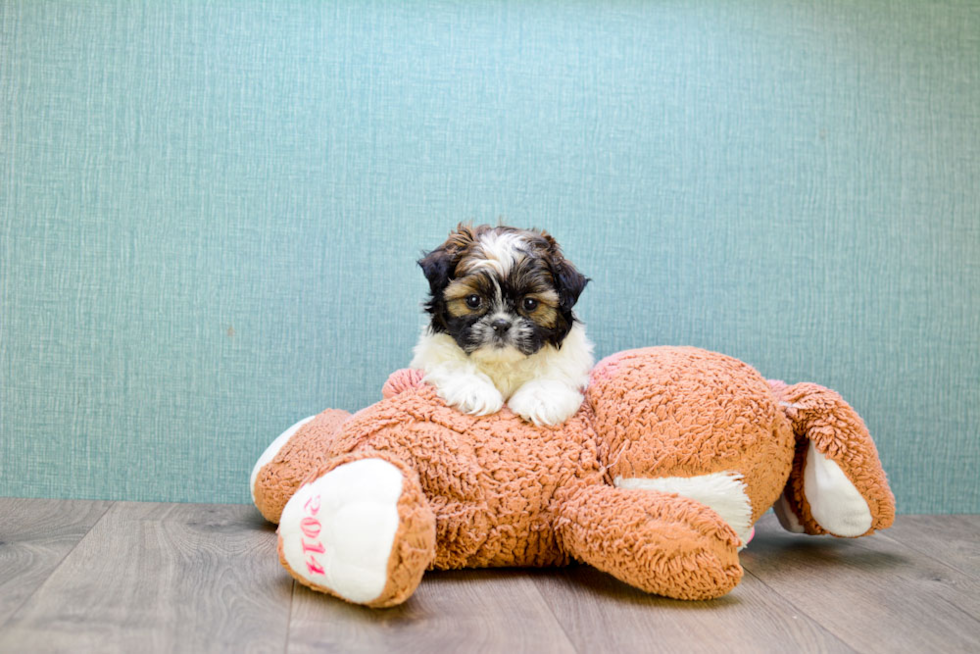 Teddy Bear Pup Being Cute