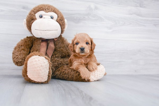 Best Cockapoo Baby