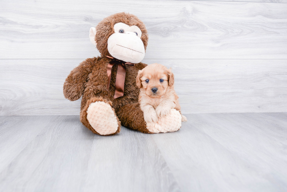 Cute Cavapoo Baby