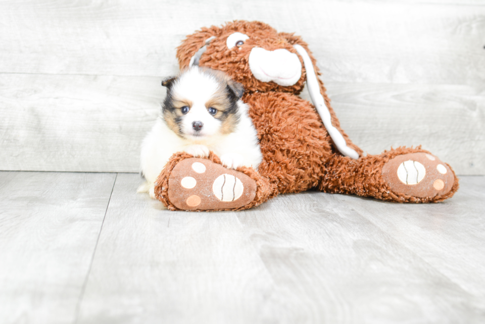 Pomeranian Pup Being Cute