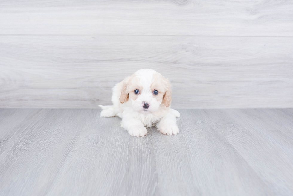 Energetic Cavoodle Poodle Mix Puppy