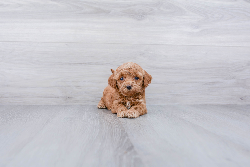 Cute Cockapoo Baby