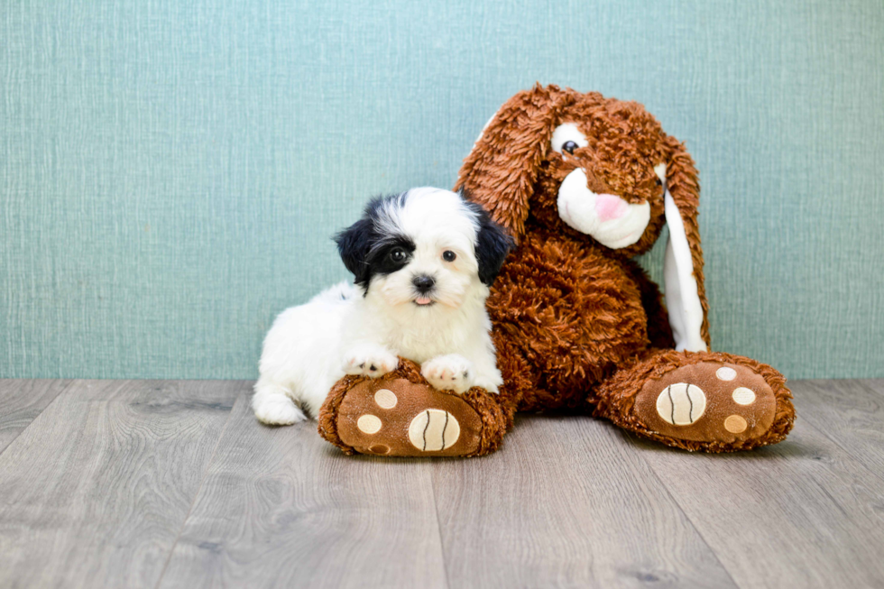 Fluffy Teddy Bear Designer Pup