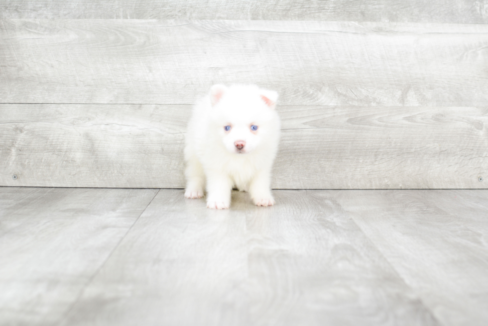 Pomsky Pup Being Cute