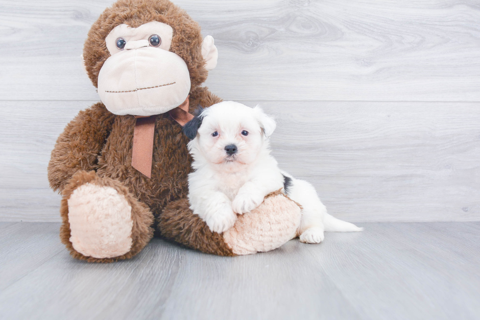 Teddy Bear Pup Being Cute