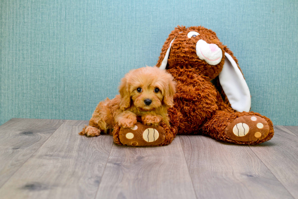 Cavapoo Pup Being Cute