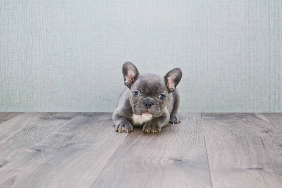 French Bulldog Pup Being Cute