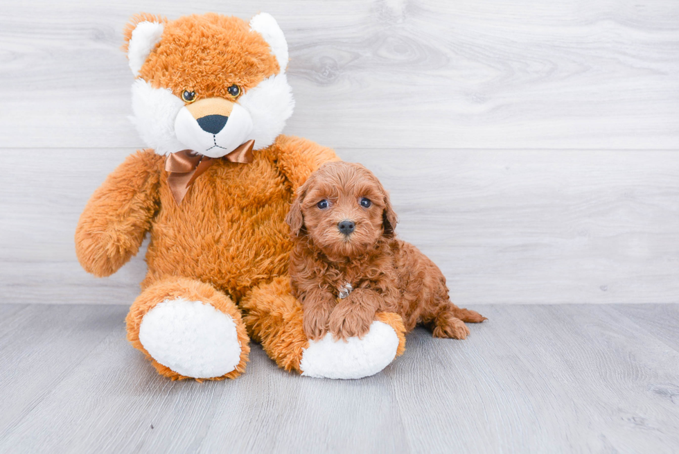 Happy Mini Goldendoodle Baby