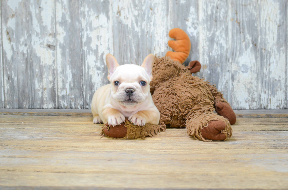 Hypoallergenic French Bulldog Purebred Pup