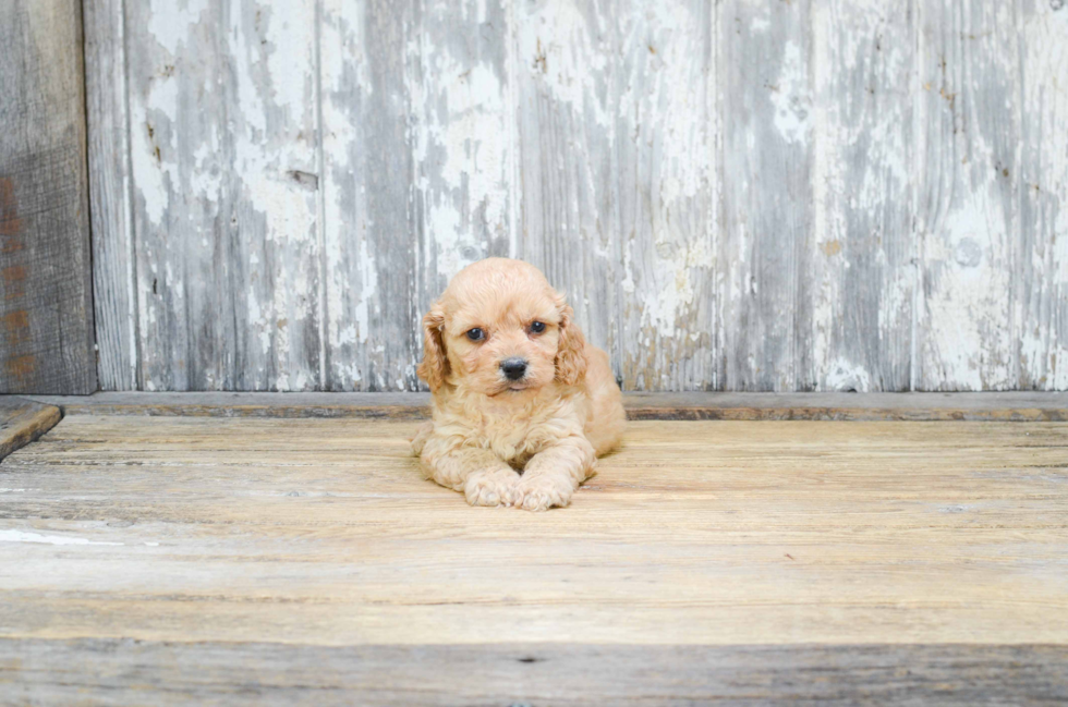 Petite Cavachon Designer Pup