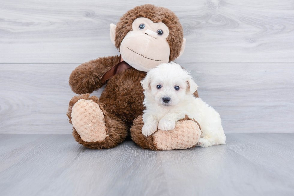 Maltipoo Puppy for Adoption