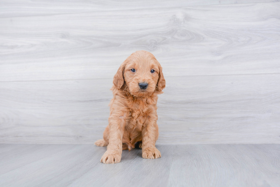 Best Mini Goldendoodle Baby