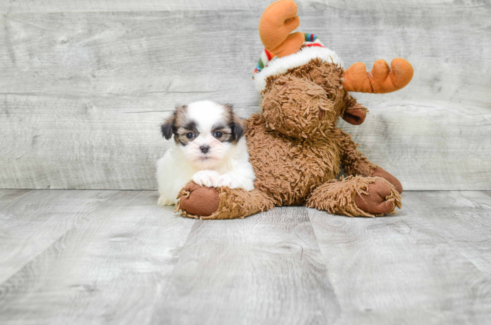 Teddy Bear Pup Being Cute