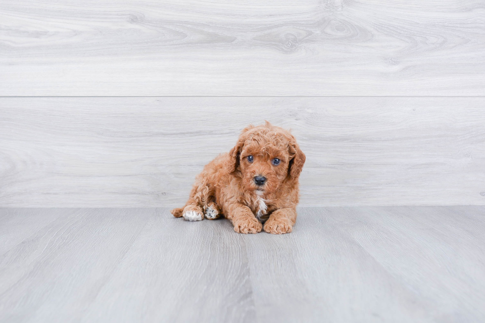 Cavapoo Puppy for Adoption