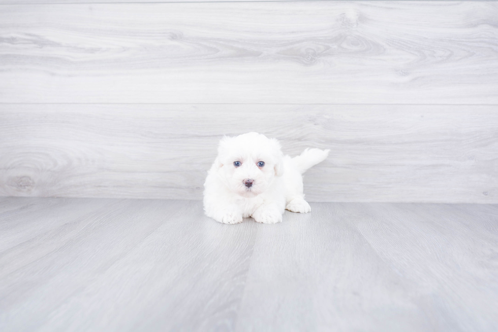 Maltipoo Puppy for Adoption