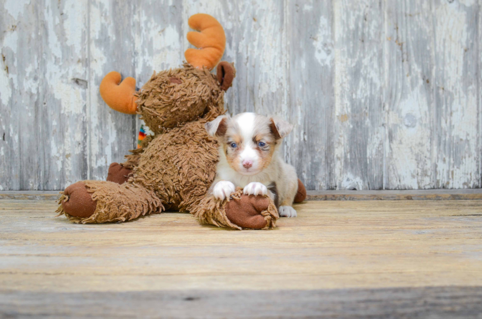 Adorable Aussiepoo Poodle Mix Puppy