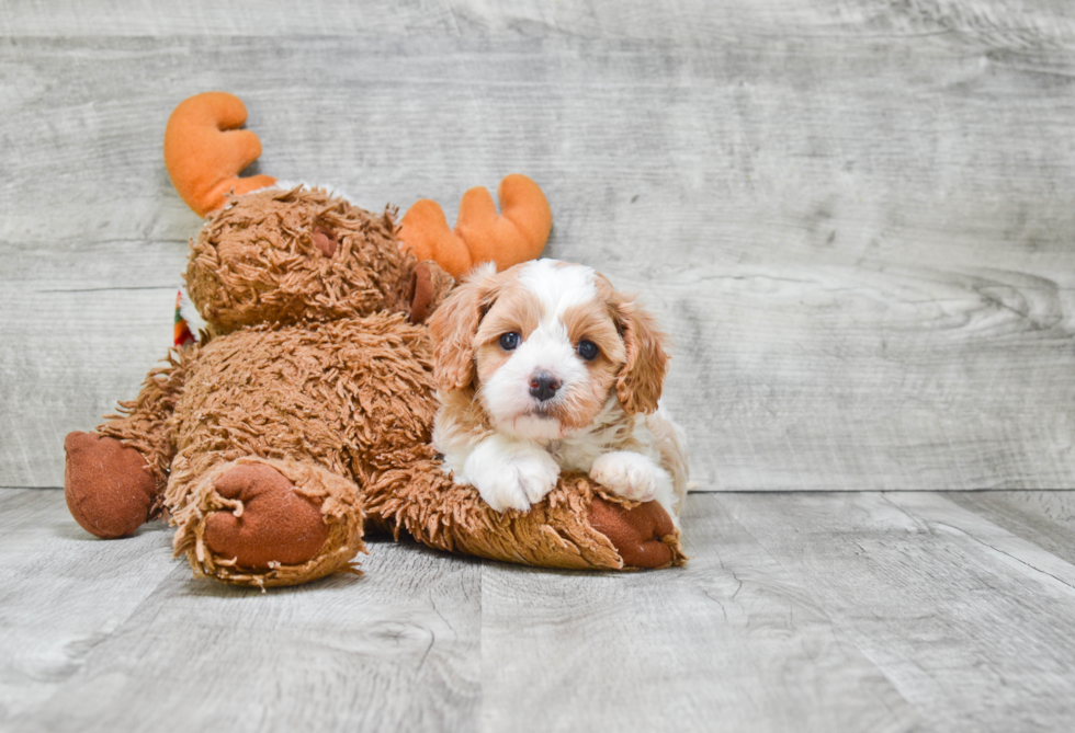 Cute Cavachon Baby