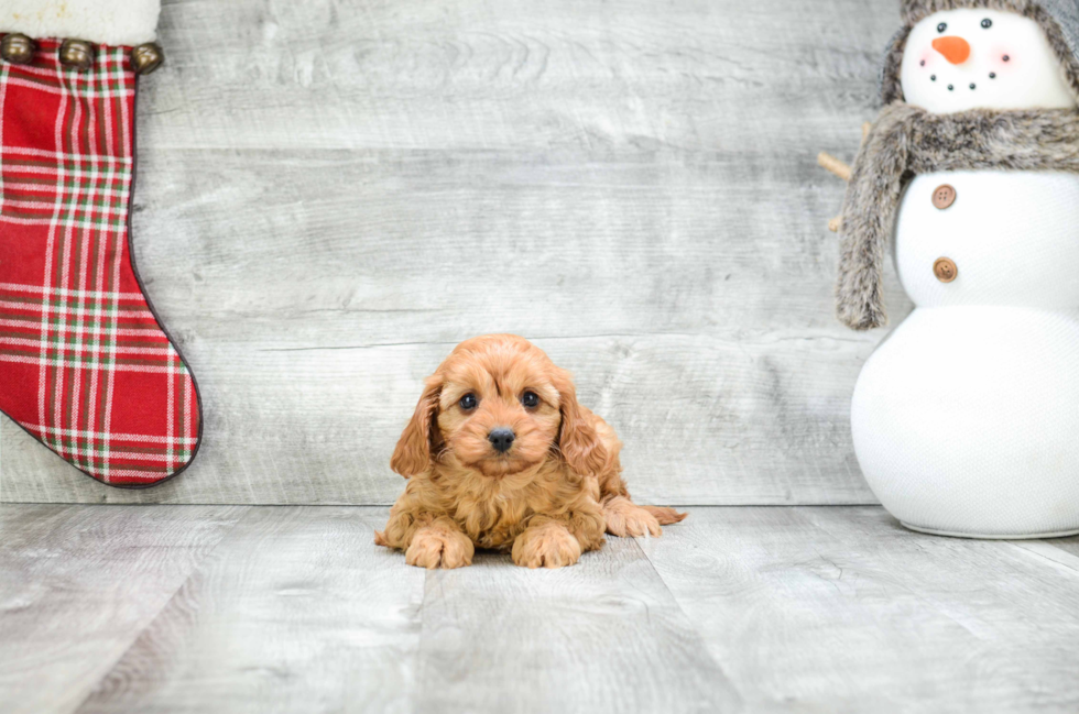 Best Cavapoo Baby