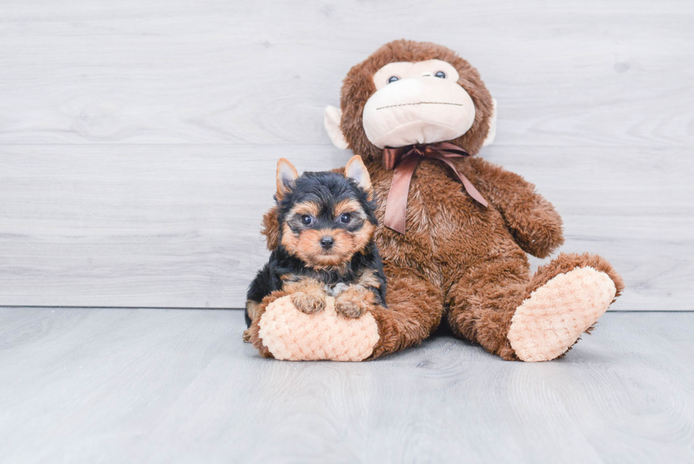 Meet Beckham - our Yorkshire Terrier Puppy Photo 