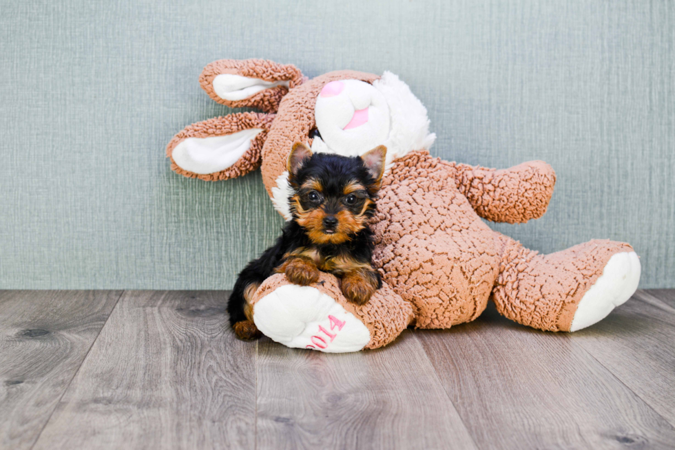 Meet Lily - our Yorkshire Terrier Puppy Photo 