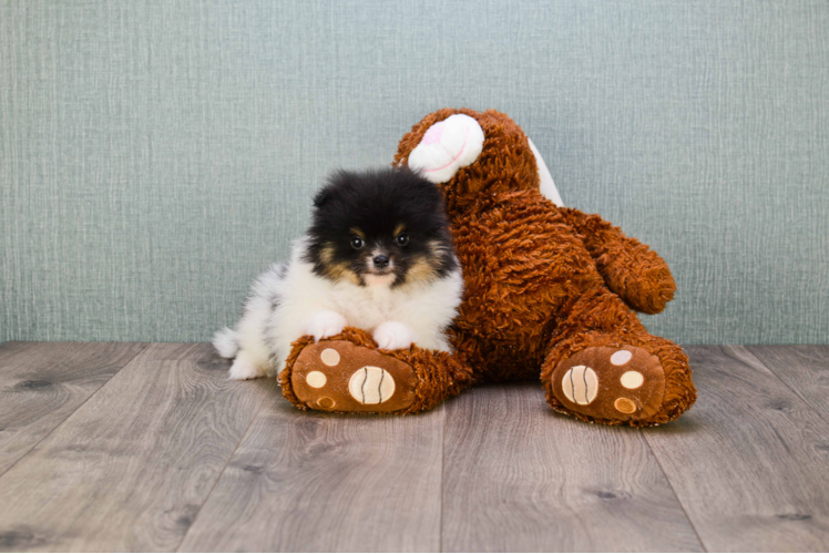 Akc Registered Pomeranian Purebred Pup