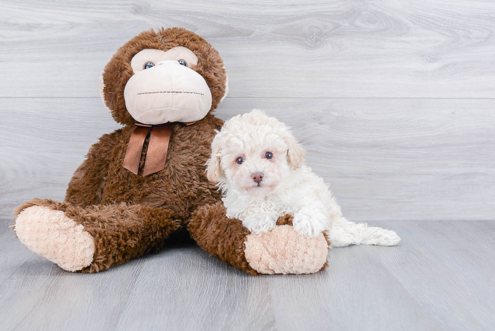 Funny Poodle Purebred Pup