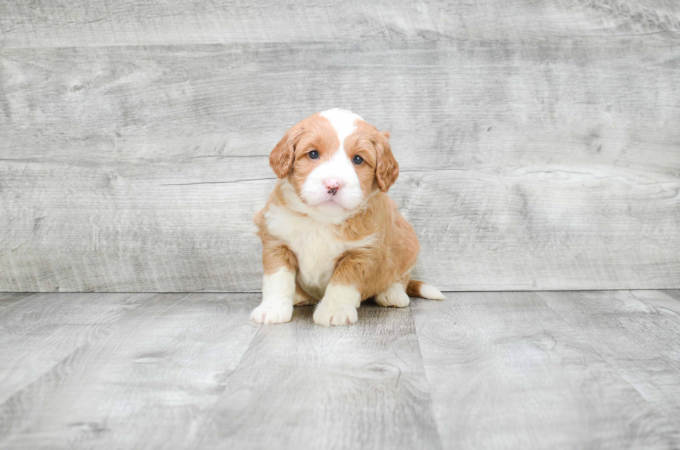 Happy Mini Goldendoodle Baby