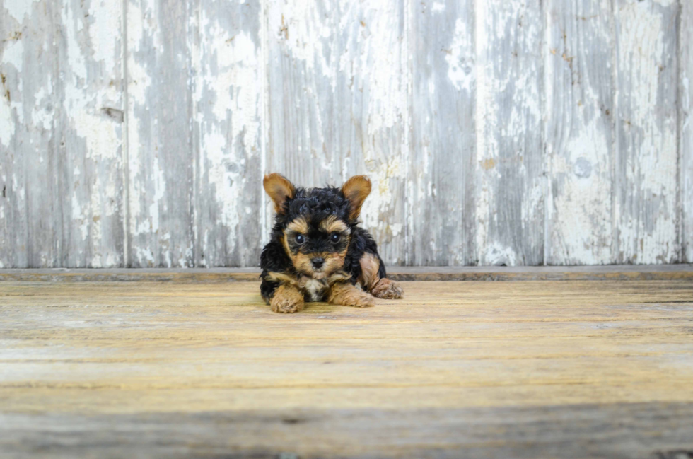 Hypoallergenic Yorkie Doodle Poodle Mix Puppy