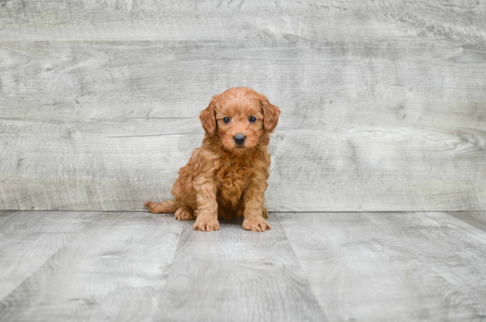 Cute Mini Goldendoodle Baby