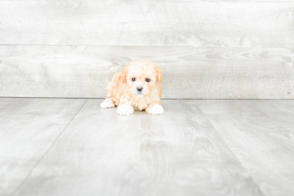 Sweet Maltipoo Baby