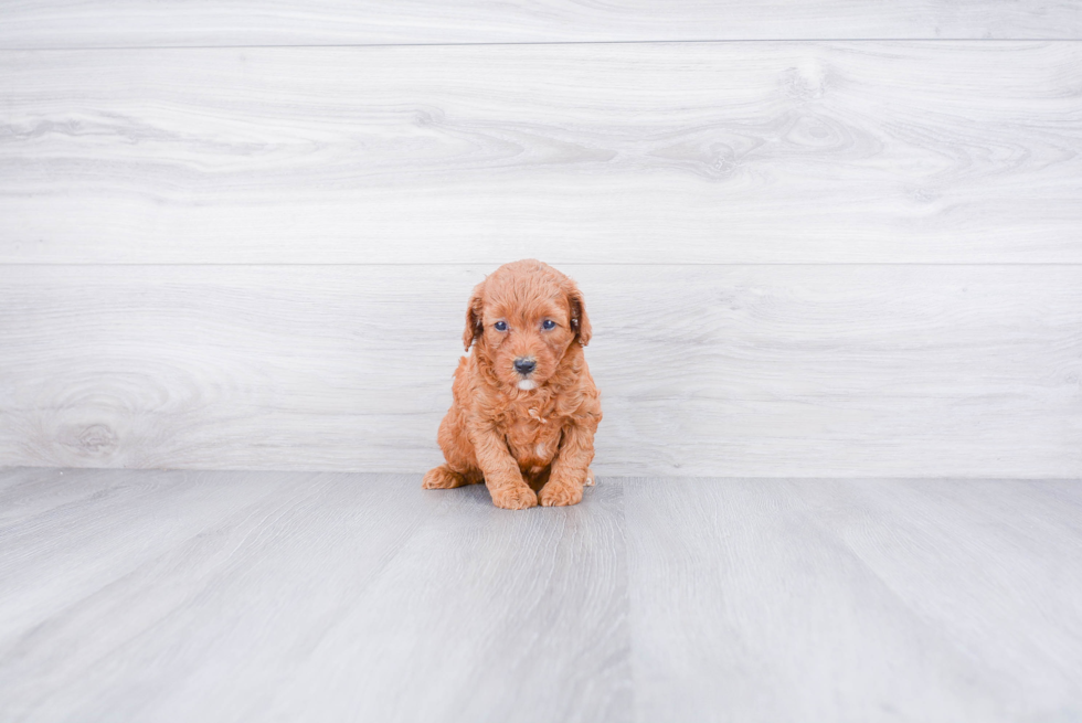 Best Mini Goldendoodle Baby