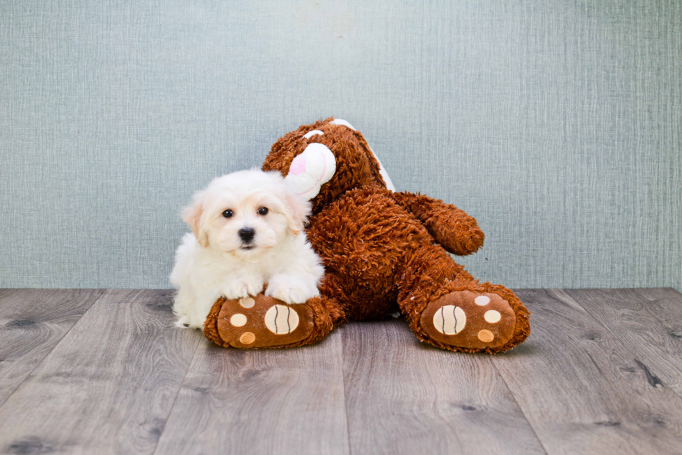 Bichon Frise Puppy for Adoption