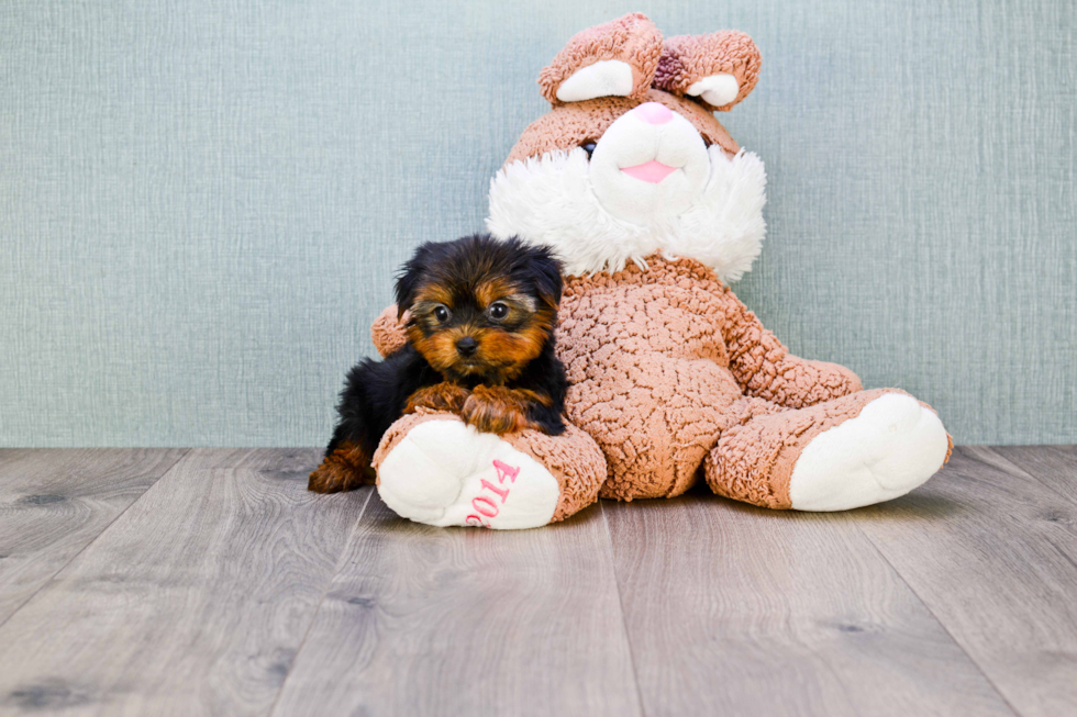 Meet Trigger - our Yorkshire Terrier Puppy Photo 