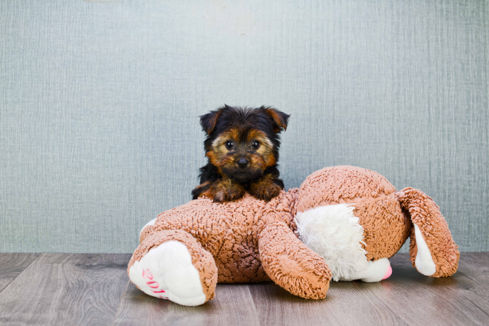 Meet Twinkle - our Yorkshire Terrier Puppy Photo 