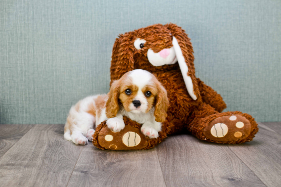 Cute Cavalier King Charles Spaniel Purebred Puppy