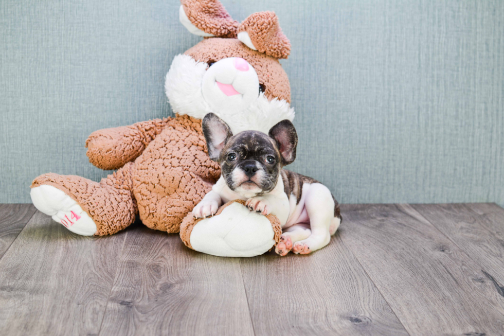 French Bulldog Puppy for Adoption